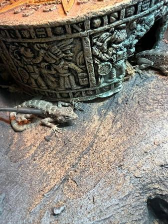 Image 4 of Scorpion tailed geckos CB 23 only 2 available