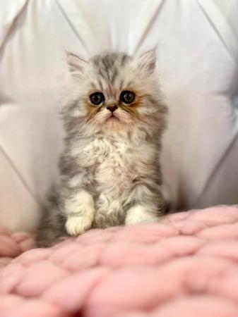 Image 20 of **Stunning 5 generation pedigree Persian kittens**