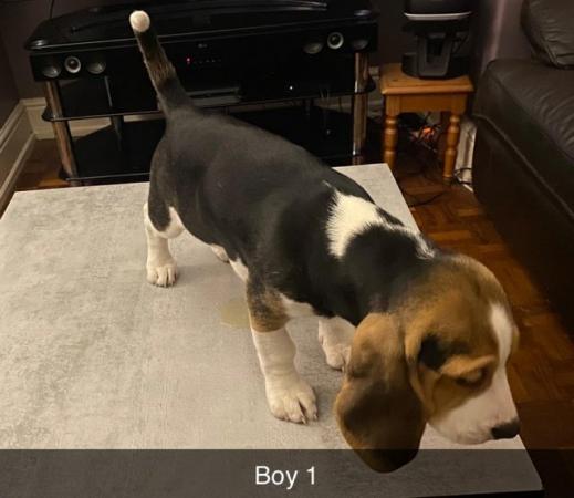 Image 6 of 3 pedigree beagle puppies for sale