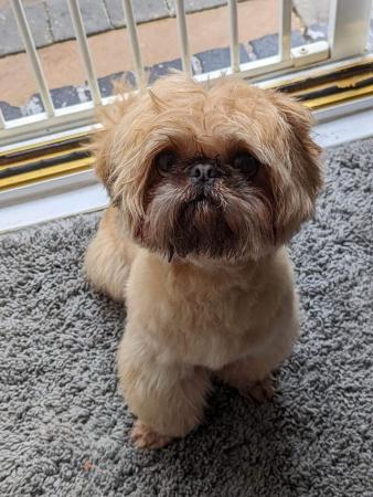 Image 1 of Nicky is an amazing imperial shih tzu
