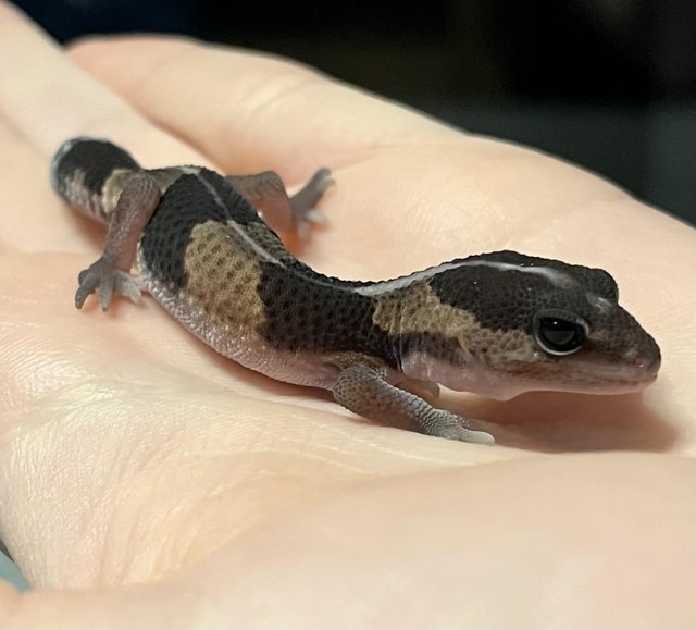 Preview of the first image of Unsexed Baby African Fat Tail Gecko for Sale.