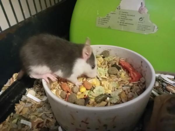Image 1 of Baby Male Rats Looking for Loving Homes