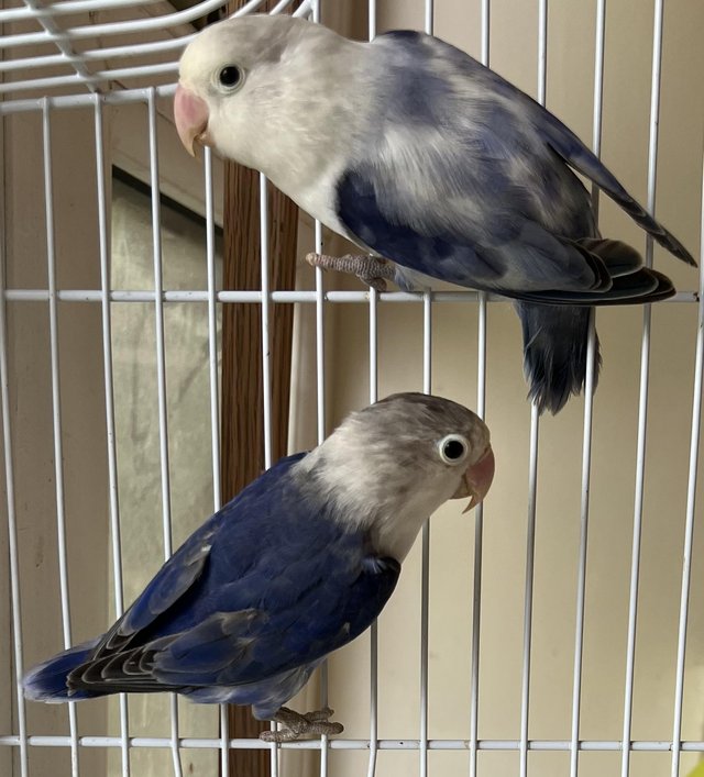 Preview of the first image of Mutation Fischer Lovebirds - opalines, par blue, Violet etc.