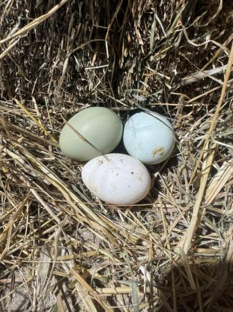 Image 2 of 1 week old Easter Eggers blue/green/white egg layers