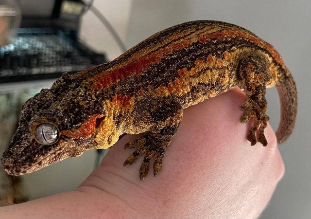 Preview of the first image of Adult Breeding Pair Red Striped Gargoyle Geckos.