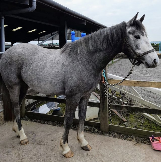 Preview of the first image of Rising 3 YO Quality Connemara X TB Allrounder.