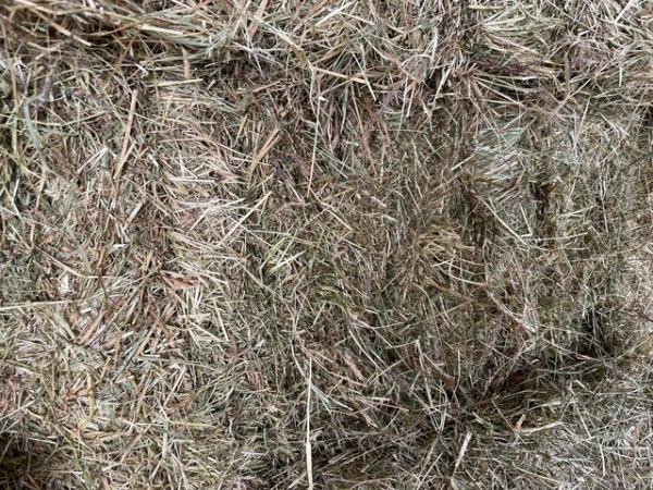 Image 1 of Small bale hay for sale £3.50 each