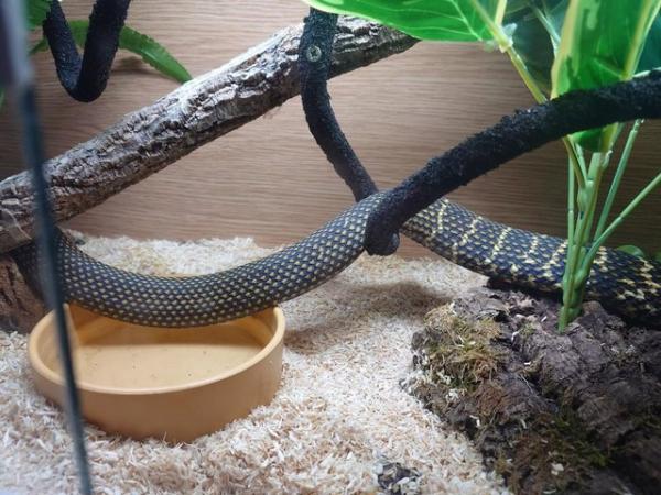 Image 4 of King Rat Snake - Elaphe carinata - Confirmed Male - no setup