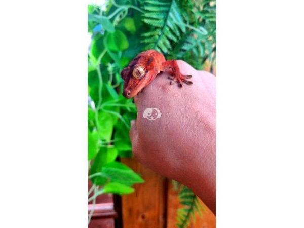 Image 10 of OMG RARE RED GECKO'S (1 Left)