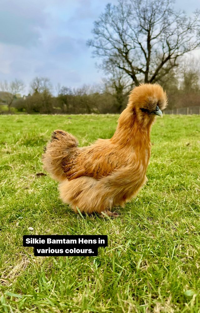 Preview of the first image of Point of lay fully vaccinated Silkie Bantam hens.