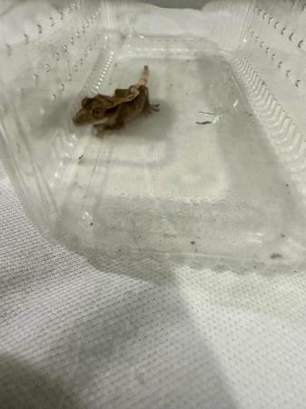 Image 11 of Crested gecko babies available now