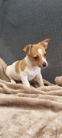 Image 8 of REDUCED 1 MALE  Jack russell x chihuahua puppy