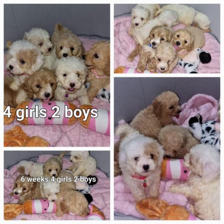 Image 10 of Cavapoochon for sale 4 girls 2 boys