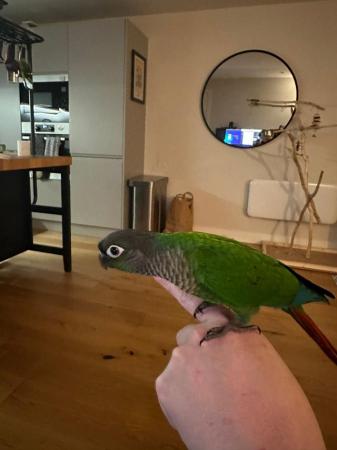 Image 5 of Hand Tame Green Cheek Conure