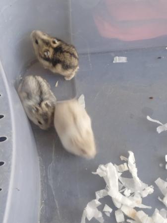 Image 1 of Beautiful 8 dwarfs hamsters (ask for video as pic rubbish