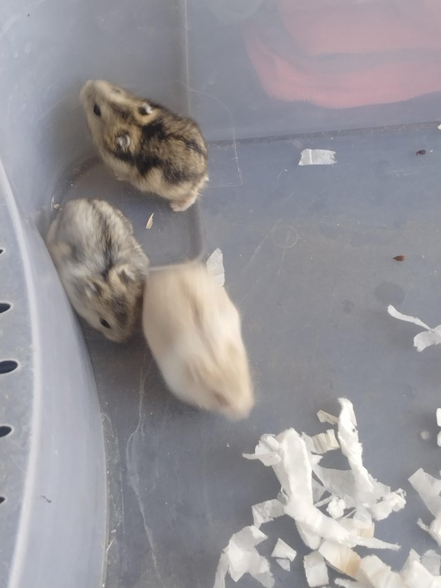 Preview of the first image of Beautiful 8 dwarfs hamsters (ask for video as pic rubbish.