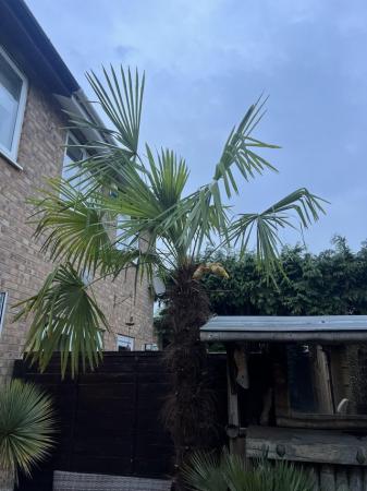 Image 2 of Tracycarpus fortunei palm tree