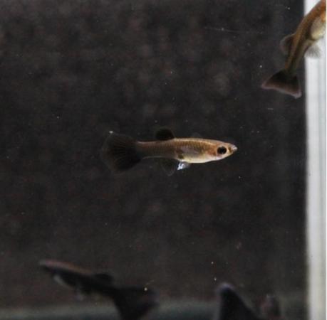 Image 1 of Guppy fish and live plants for sale