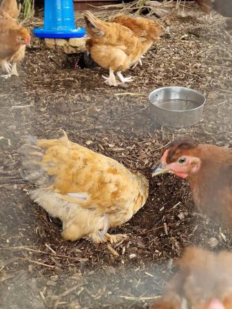 Image 5 of SILKIE MIX BREED CHICKENS FOR SALE