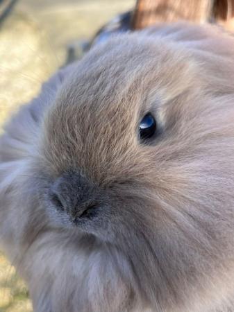 Image 5 of 3 rabbits for sale. 14-18 weeks lion head x Rex