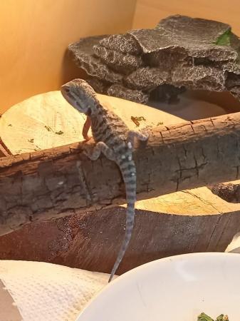 Image 4 of Babies bearded dragons are looking for forever home