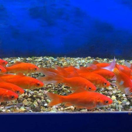 Image 3 of All types of tropical fish. Cold water fish available