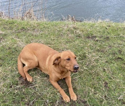 Image 9 of Beautiful Red KC Registered Labrador Puppies for Sale