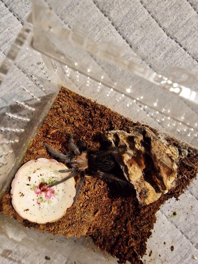 Preview of the first image of 2 tarantulas Mexican red rump mexican golden red rump.