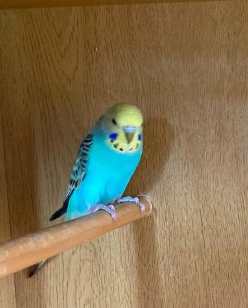Image 10 of Why pay pet shop prices for your budgies ?