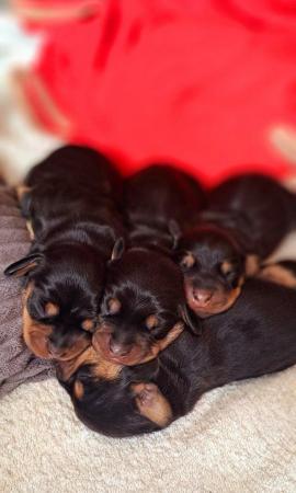 Image 6 of Mini black and tan dauchoundpuppies