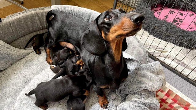 Image 5 of Ready Now only 4 dachshunds left