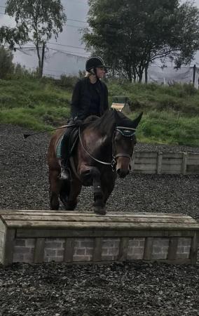 Image 1 of 15.1 Welsh D mare for loan