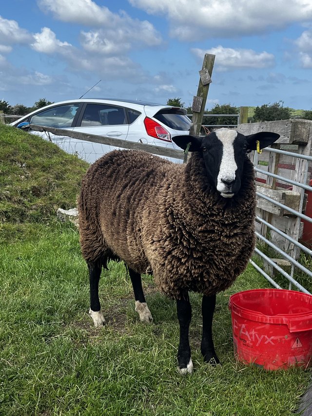 Preview of the first image of Registered 2023 zwartbles ram.