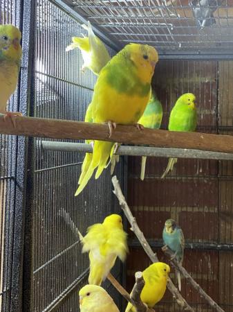 Image 7 of Baby and Young Budgies For Sale
