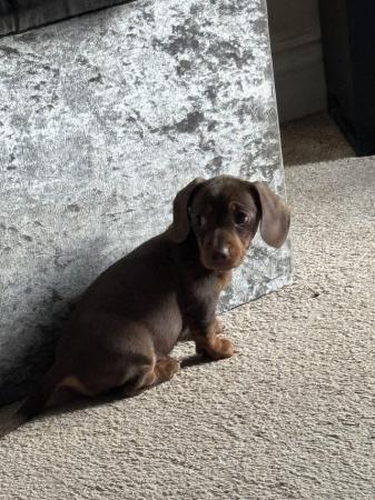 Image 11 of Mini dachshund chocolate pups