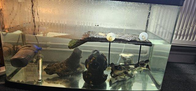 Image 5 of 2 turtles, with tank, food filter