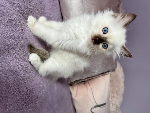 Image 2 of Rare Chocolate Mitted Pure Ragdoll male boy kitten Ready