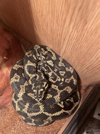Image 4 of Stunning female carpet python