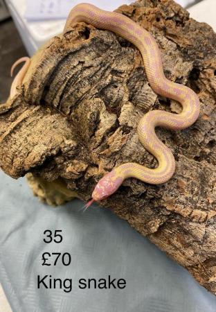 Image 2 of Corn snakes £50 and King snakes £70 mixed sex
