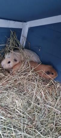 Image 2 of 6 month old guinea pigs, lovely brothers looking for new hom