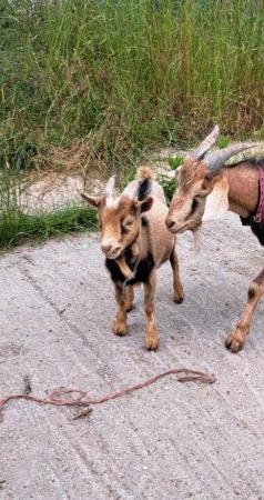 Image 1 of 11 month old pygmy goat for sale