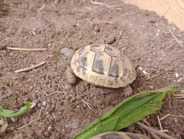 Image 3 of 9 month old and 4 year old Hermann Tortoise from £80