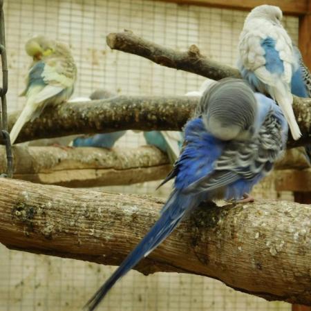 Image 2 of Budgies For Sale. Ideal Pets (Friendly) + Suit for Aviaries