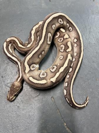 Image 3 of Male Super Phantom Poss Yellow Belly ball python
