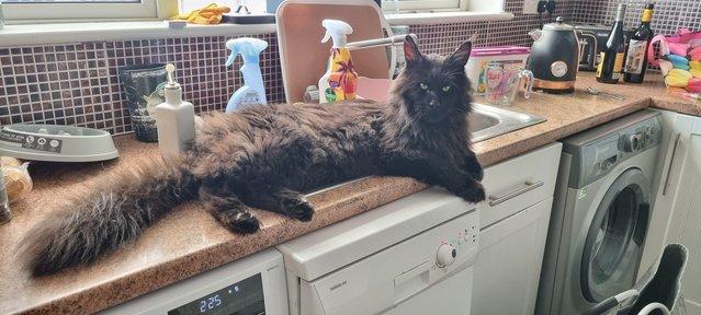 Image 5 of Two year old maine coon for rehome