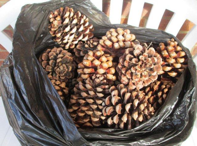 Preview of the first image of quantity of LARGE NATURAL PINE CONES 50 G.C..