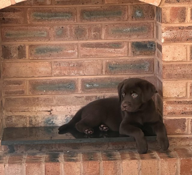 Preview of the first image of £750 Chocolate Labradors.
