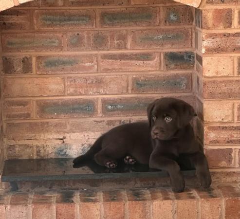 Image 1 of £750 Chocolate Labradors