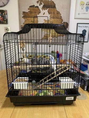 Image 5 of 2 Baby Budgies and cage