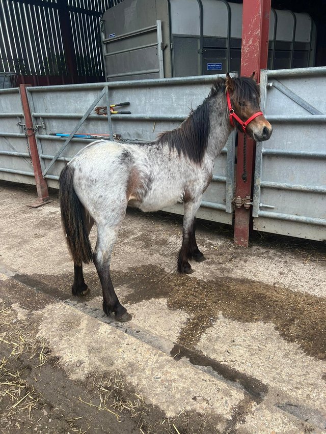 Preview of the first image of Welsh colt pony seeking a home.